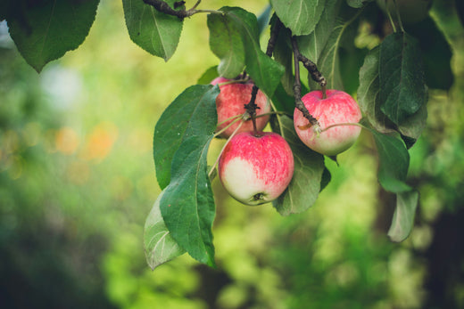 Introducing the Extraordinary British Apple Orchard Honey