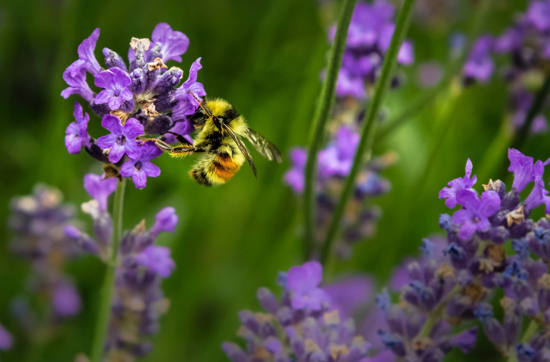 90 Bee Quotes & Sayings to Sweeten Your Day