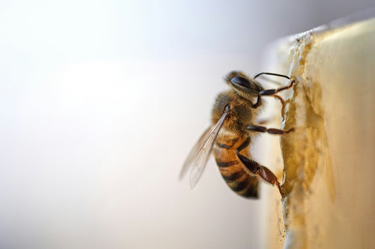 Bees: The Tiny Heroes Behind Our Food and Planet